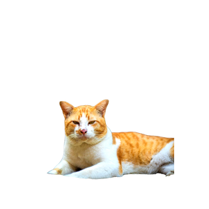 A Calm Ginger And White Cat Lying Indoors, Looking At The Camera. 19908 - Cat PNG image with transparent background
